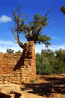 Cedar Tree