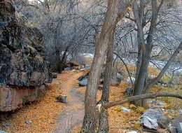 Winter Trail